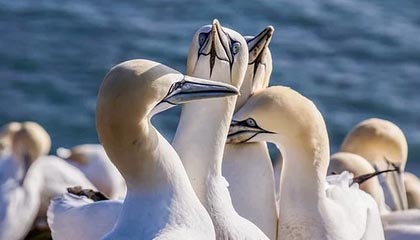 开云体育官网-灰熊绝杀菲律宾男篮，卡鲁索制霸全场