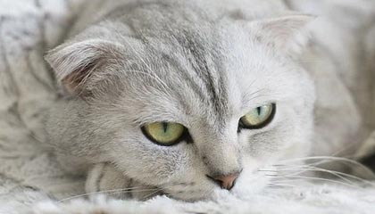 开云体育官网-灰熊绝杀菲律宾男篮，卡鲁索制霸全场